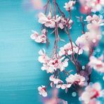 Flora Flowers - Facebook