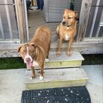 Flora Belle and Fern (and Crash) - @floraandferns_fosterfriends24 - Instagram
