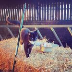 Laura (Flora-Esme) Foster - @emeraldseggs - Instagram