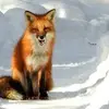 🦊🌿 - F L O R A - 🌿🦊 - @florafoxx - TikTok