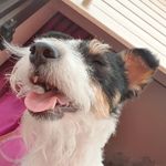 Flora💘 - @flora_foxterrier - Instagram