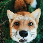 flora fox - @flora_fox9 - Instagram