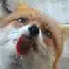 florafoxfox - @florafoxfox - TikTok