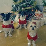 @Fox@Flora@Blacky - @blacky.flora.fox - Instagram