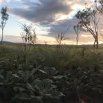 Flora & Fauna of Fraser Island - @flora_and_fauna_of_fraser - Instagram
