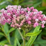 @frasers_flora - Instagram