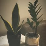 Plants in Chicago Places - @fultonmarketflora - Instagram