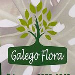 Galego Flora - @galegoflora - Instagram