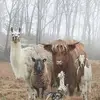 Flora Gardner - @flora.gardner - TikTok