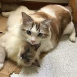 @gaston_flora_ragdoll - Instagram