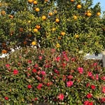 FH - @flora_harmonia_ - Instagram