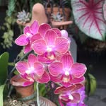 Flor e Harmonia - @floraharmonia - Instagram