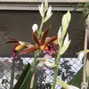 FloraHarmony - @user8392993084845 - TikTok
