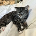 Flora Anne Harper - @florathetabby - Instagram