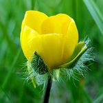 Harpers Ferry Flora Fairy - @harpersferryflorafairy - Instagram