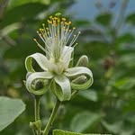 Flora of Kalvarayan Hills - @flora_of_kalvarayanhills - Instagram