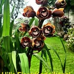 Hills Flora - @hillsflorakodaikanal - Instagram