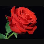 ЦВЕТЫ В НОВОРОССИЙСКЕ ДОСТАВКА - @florahouse24 - Instagram