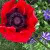 Flora House Denver - @florahousedenver - TikTok
