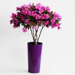 @florahouse - Instagram