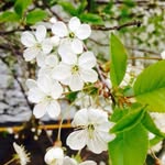 Vikusya - @flora___house___ - Instagram