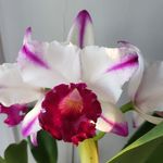 Flora Hui - @flora.hui.33 - Instagram