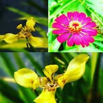 florahunter - @burubunga - Instagram