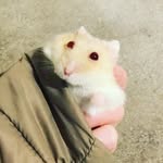 FloraKidd🐹 - @florarules_789 - Instagram