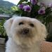 Flora Lam - Facebook