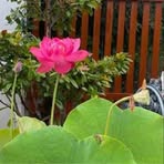 Flora Le - Facebook