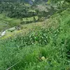 Rosa Juana Leyva - @flora_leyva - TikTok