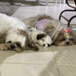 Três Shihtzu 🐶 - @shihtzu_apolo.flora.logan - Instagram