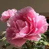 Flora Machado - @flora.machado79 - TikTok