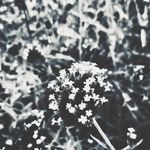 Flóra Major - @the_blackaddict - Instagram