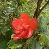 Flora Martin - @florecita.tenorio26 - TikTok