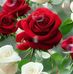 Flora Montoya - Facebook