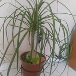 flora Neris - @nerisflora - Instagram