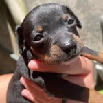 Flora neumann - @_flora_pinscher - Instagram
