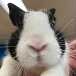 Barack Antwans Floral Shop 🐰🌼🌸 - @newtonffa_floral - Instagram