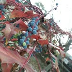 flora of North East India - @flora_northeast_india - Instagram