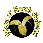 @flora_of_northgujarat - Instagram