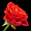 floraocampo - @floraocampo - TikTok