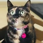 Flora Oliva 🐾🇧🇷 - @floraoliva6 - Instagram