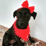 🎀 Flora Oliver 🎀 - @doguinhafloraoliver - Instagram