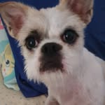 Flora Oliver - @adogflora - Instagram