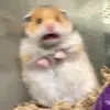 Flora Otto267 - @floraotto0 - TikTok