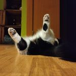 Lola - @lola_otto_flora - Instagram