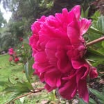 Flora Parks - @florafaunafiftyfour - Instagram