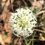 Southern Beaches Landcare Coastcare - @flora.park.southern.beaches - Instagram