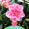 🤍💕🐬🌸🌹🫧💐 - @floralpeacock - TikTok